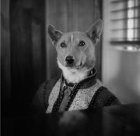 The Isle Of Dogs
